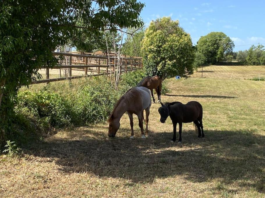 La Bastide De Jean Maison De Charme Dans Un Domaine Equestre Prive * Grasse